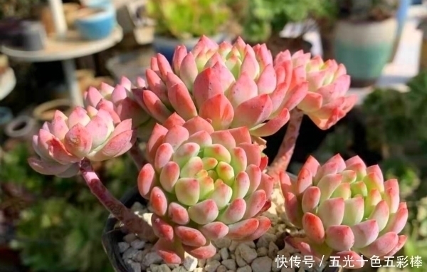 公认出状态比较仙的八大多肉品种，看看哪种是你的心头好