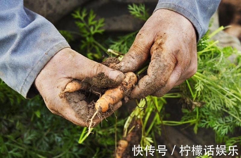 技术|怎样防止胡萝卜分叉？注意这几点技术，保证个个都很笔直