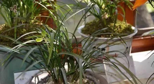 最适合家人养的四种花,健康长寿又养心!