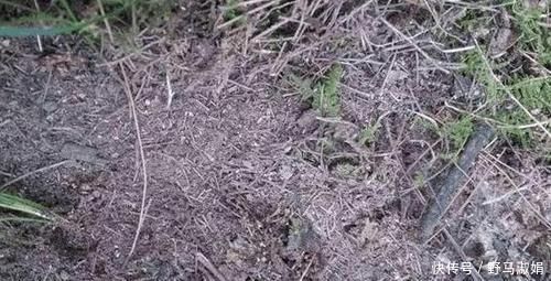 黄叶|想要酸性土养花该怎么弄兑点它们,喜酸植物不再黄叶掉花苞