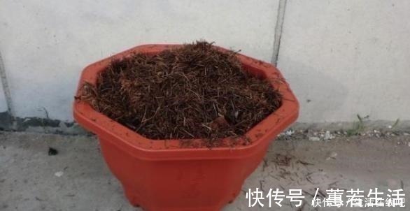 松针和松针土仅一字之差,但作用却完全不同,能不能养茶花全靠它!