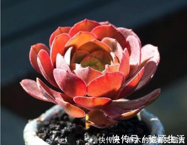 多肉|四种“零差评”多肉推荐，颜值不比桃蛋低，还容易成老桩！