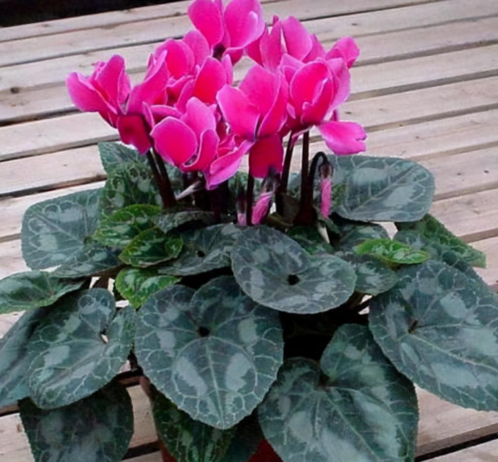 养花一点也不难,几点简单的小窍门,家里啥花都能养爆盆