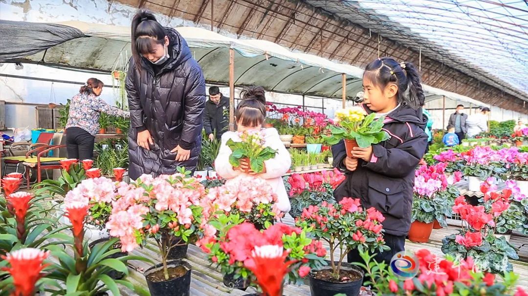 花卉|春节“花”争艳