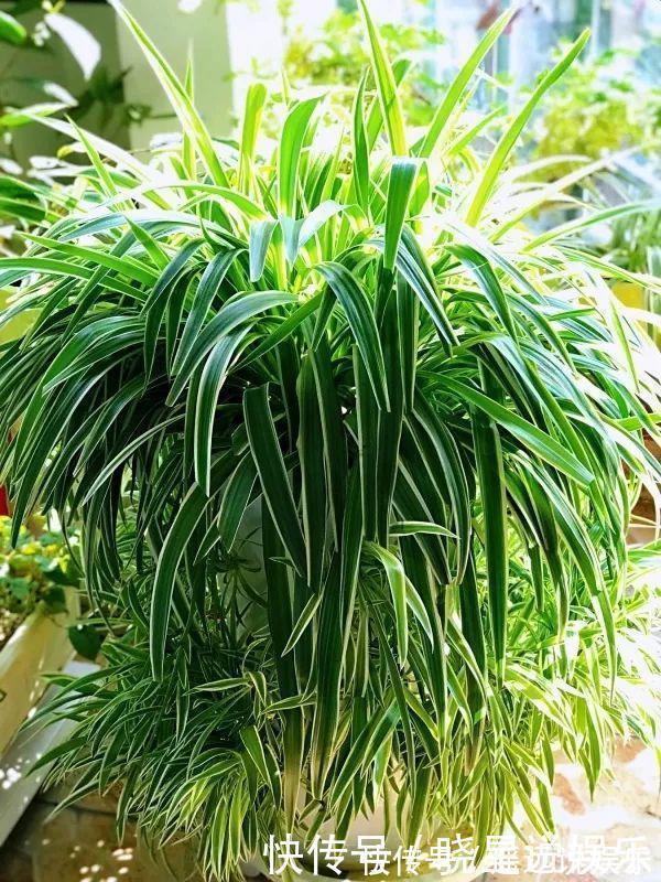 疏松|花盆出现“大土块”,浇水摻上2种“东西”,30天松软、肥沃!