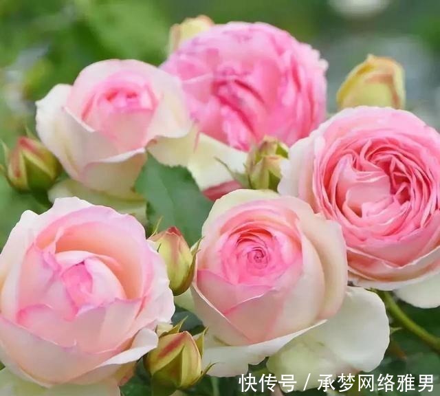 开爆|爱你的小花匠,七夕前,养好了20种月季花,随便1种都已开爆盆