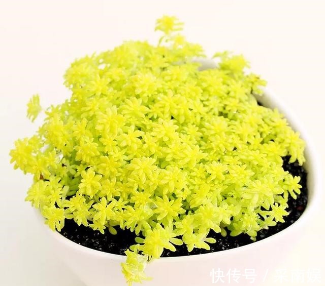 20款适合新手养的多肉,就算是养花杀手,也能养得又胖又美!