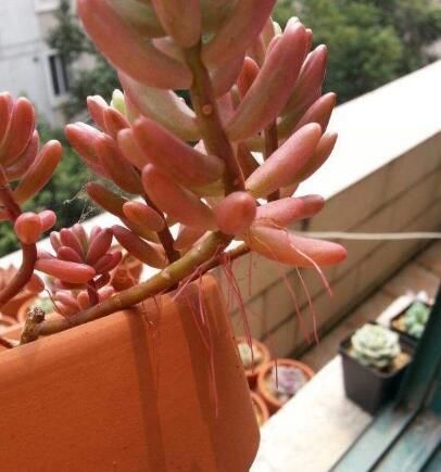 多肉长“胡须”,剪还是留只看一点就知道,养成漂亮茂盛老桩