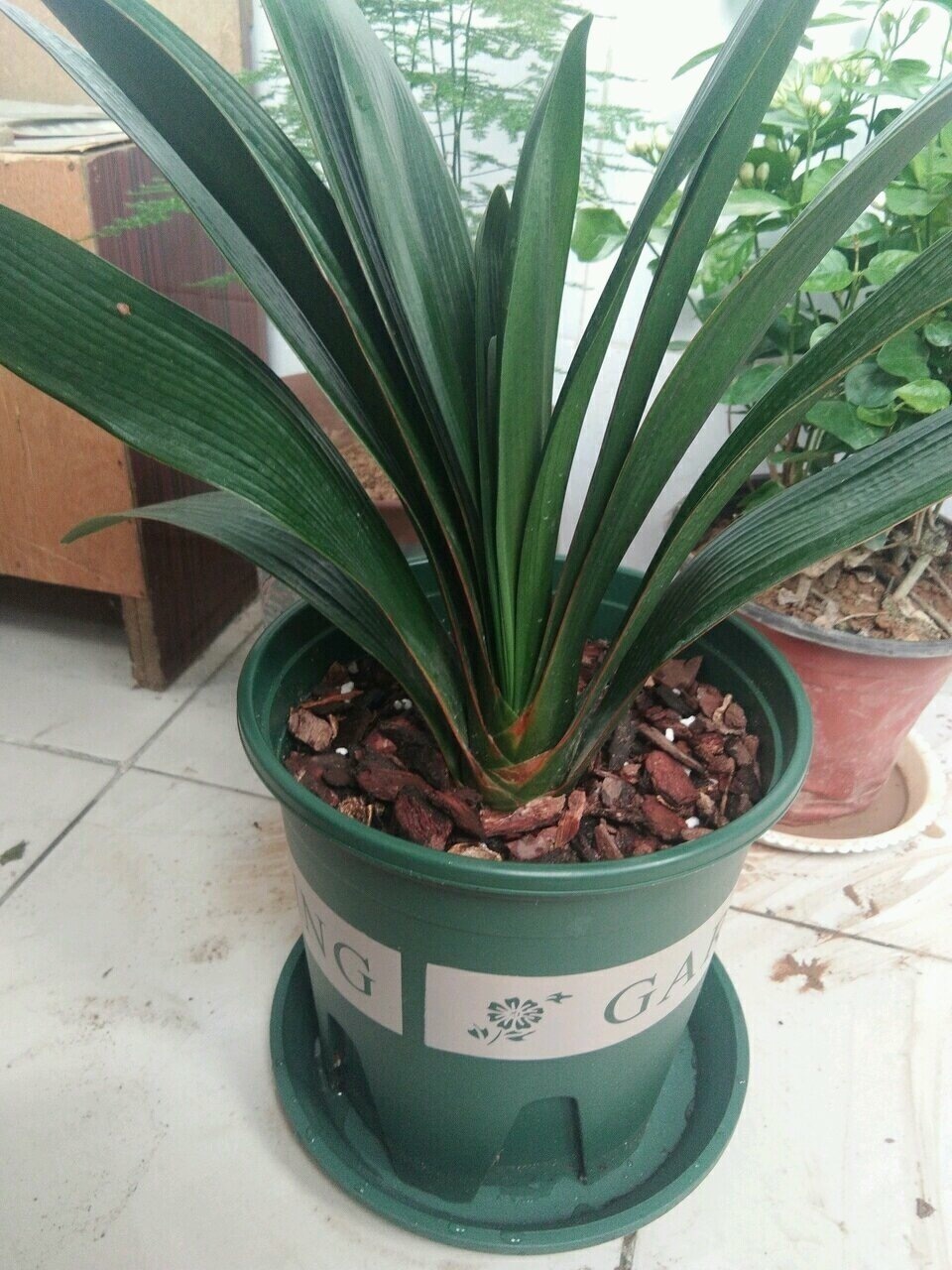 三伏天养花,6个“坏毛病”戒掉,植物安全度夏,越长越旺盛