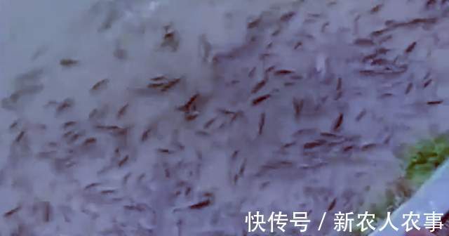 钓鱼|福建河边发生神奇的一幕,成千上万的鱼聚集在河边,有人用抄网捞
