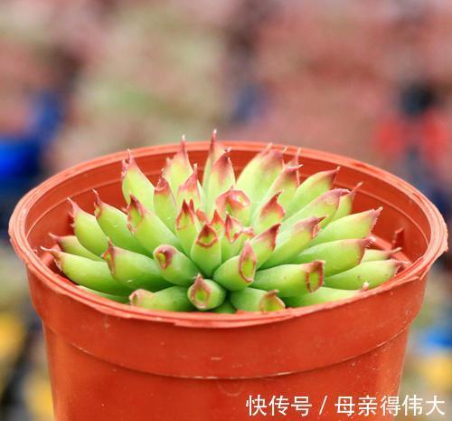 4种长生草属的多肉,每1种都很“美”,值得你拥有