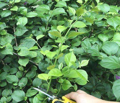 三角梅最好养,只需每月倒点“它”,还“剪几刀”,轻松开爆盆!