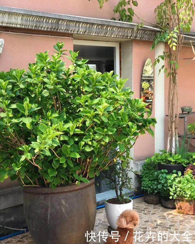 3种花养在小盆里,2年变老桩,茎干粗壮开花香,1次能开50朵