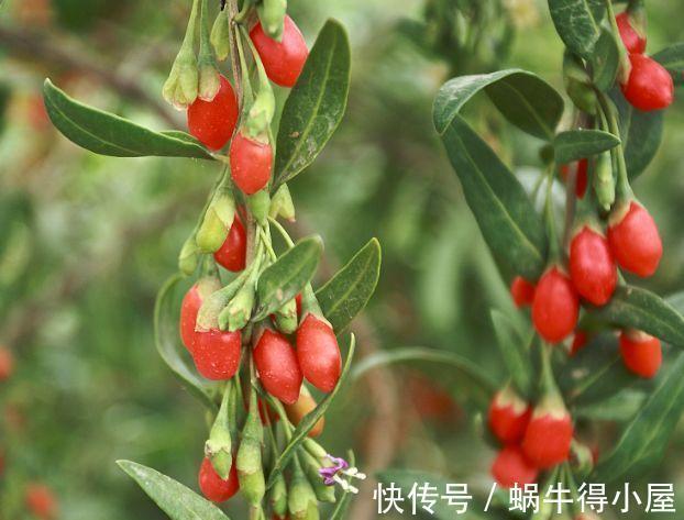 营养|女性到了中年常吃3种食物,补充营养、增强体质,好吃又健康