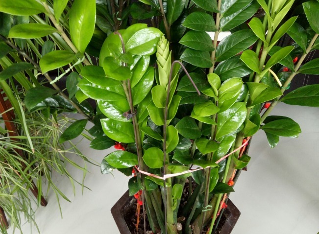 财意|4种名字带“财意”的植物，是吉祥的观赏花，家里有空建议养一盆