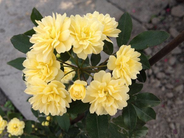 别再养绿萝吊兰了,此花漂亮又好养,扔土里就能活,花开数月不谢