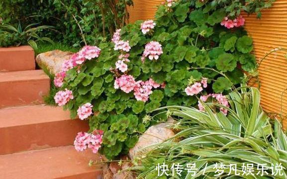 淘米水、啤酒、牛奶浇花，有什么忌讳？弄懂这些变成养花的宝贝