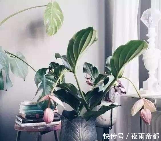 叶子|给盆栽花卉喂点这种肥水,一年四季生机勃勃,还能防病虫害