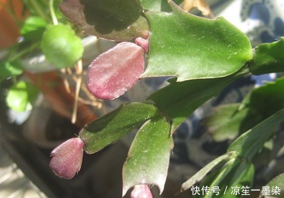 蟹爪兰叶子发红,6个原因全在这里,新手必看!