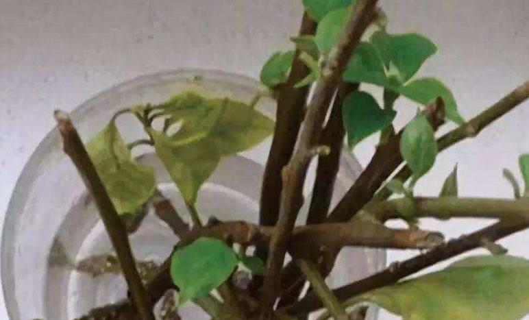 3种花枝条活性高,现在扦插正合适,15天就生根,当年就开花