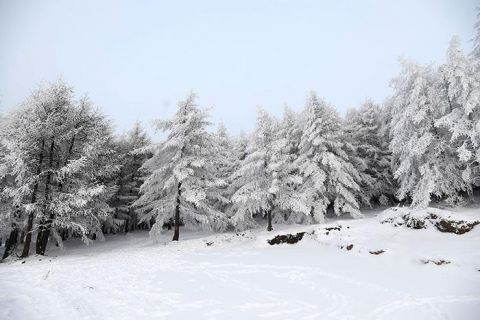 林海雪原|“林海雪原“看吕梁