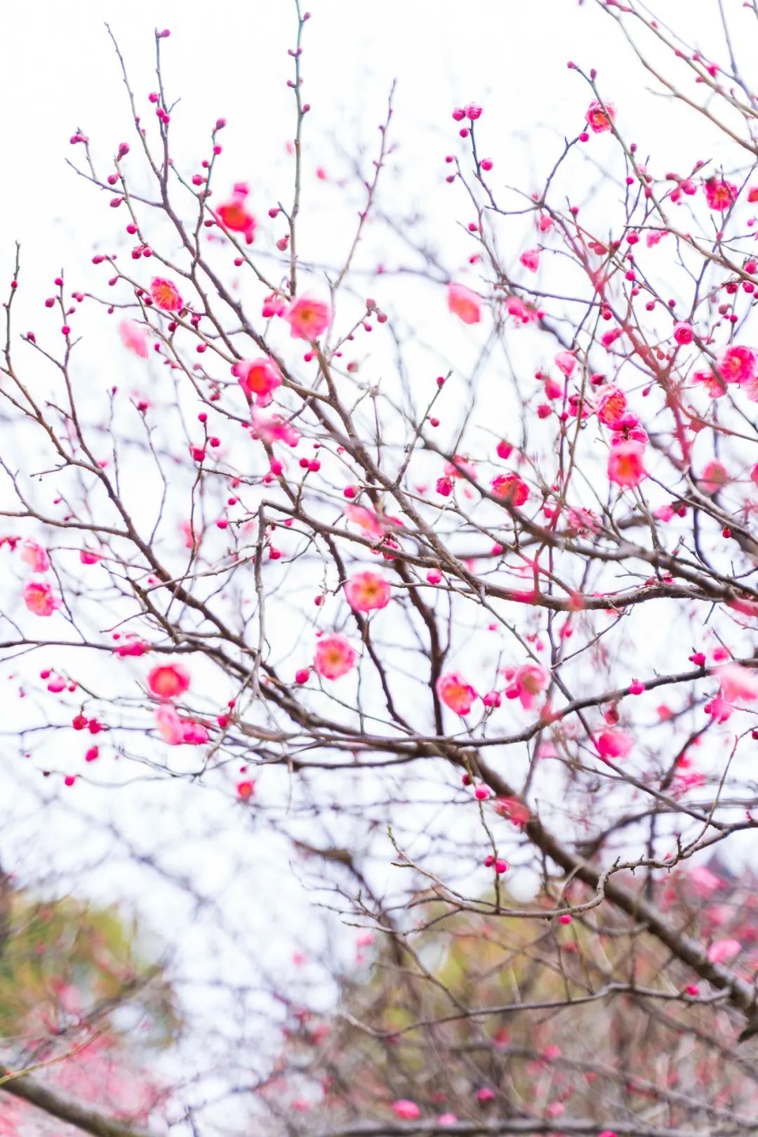 梅花|赏梅，走起！