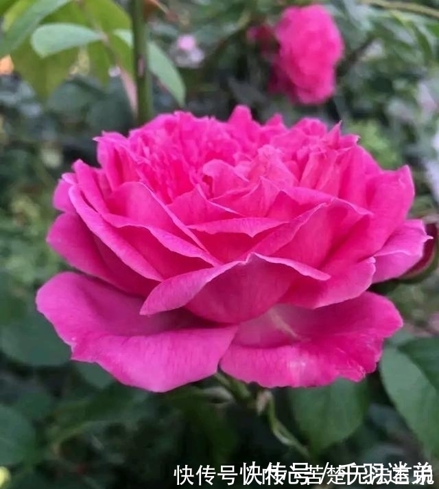 婆婆养月季只选一种,好养抗性强,关键“爱”开花,比养欧月实在
