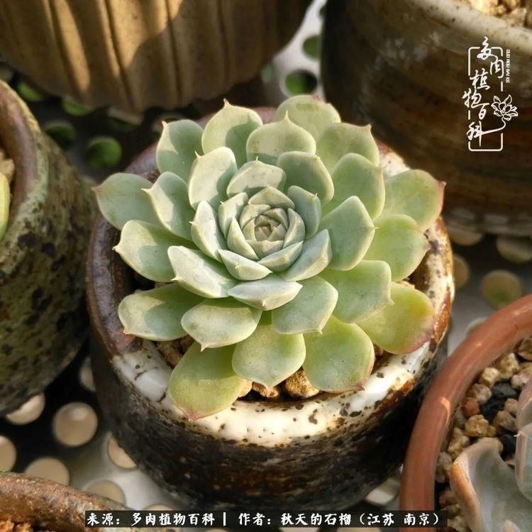 渡劫归来的肉肉,谁是谁的前世,谁又成了谁的今生