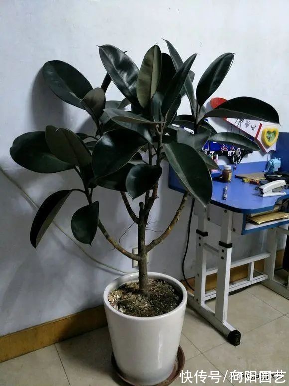 养花养不活?这9种“不死花”,浇浇水就能开花,花开大半年