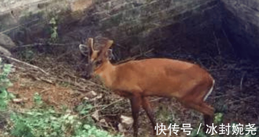 饮食文化&读懂了《红楼梦》，才知道原来满族食俗有那么多样！