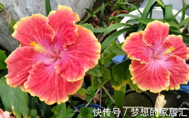 秋冬阶段，盆栽养花种草，植物休眠了，该怎么加强营养？