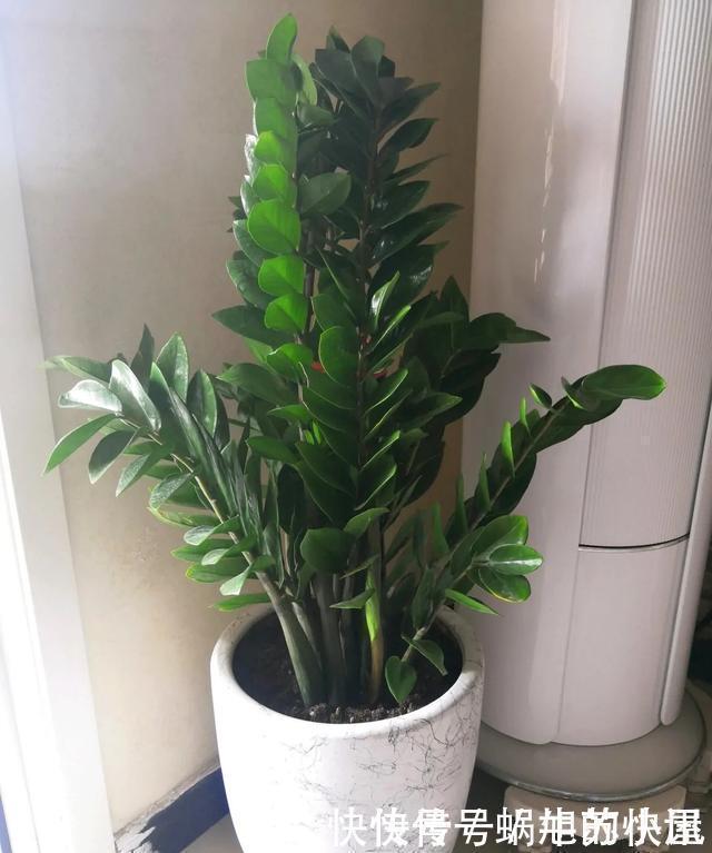 冬天养花，浇水有“4不”原则，防冻不烂根，冬天也能长势旺