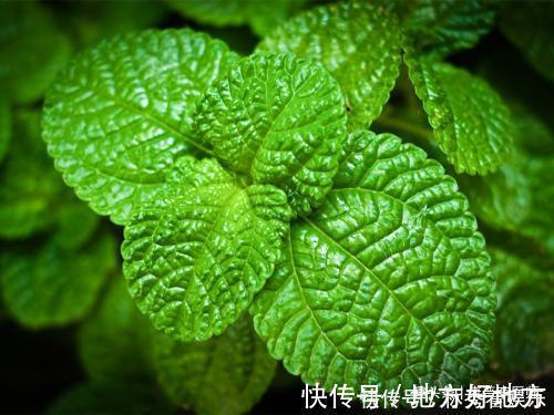 薄荷|不想免疫力差,多吃几种食物,养护肝脏,排毒瘦身,吃了气色更好