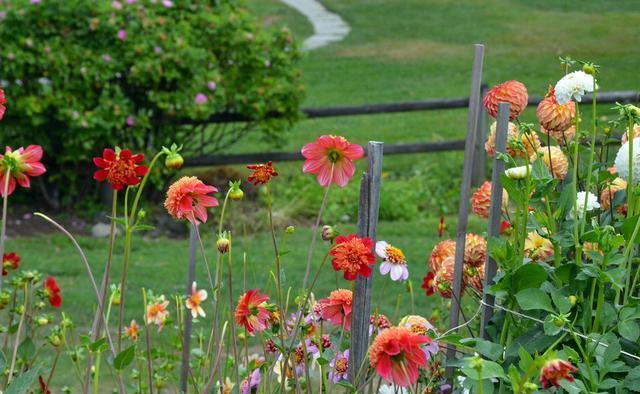 月季花|夏季养花的3个误区，来了解一下，别夏季还没结束，就剩下空盆了