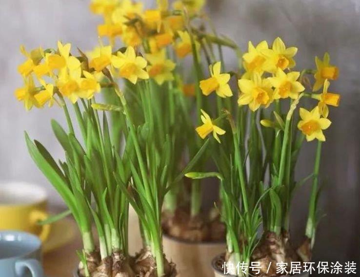 阳台养花,不妨养这4款植物,比玫瑰漂亮100倍,花大多又艳
