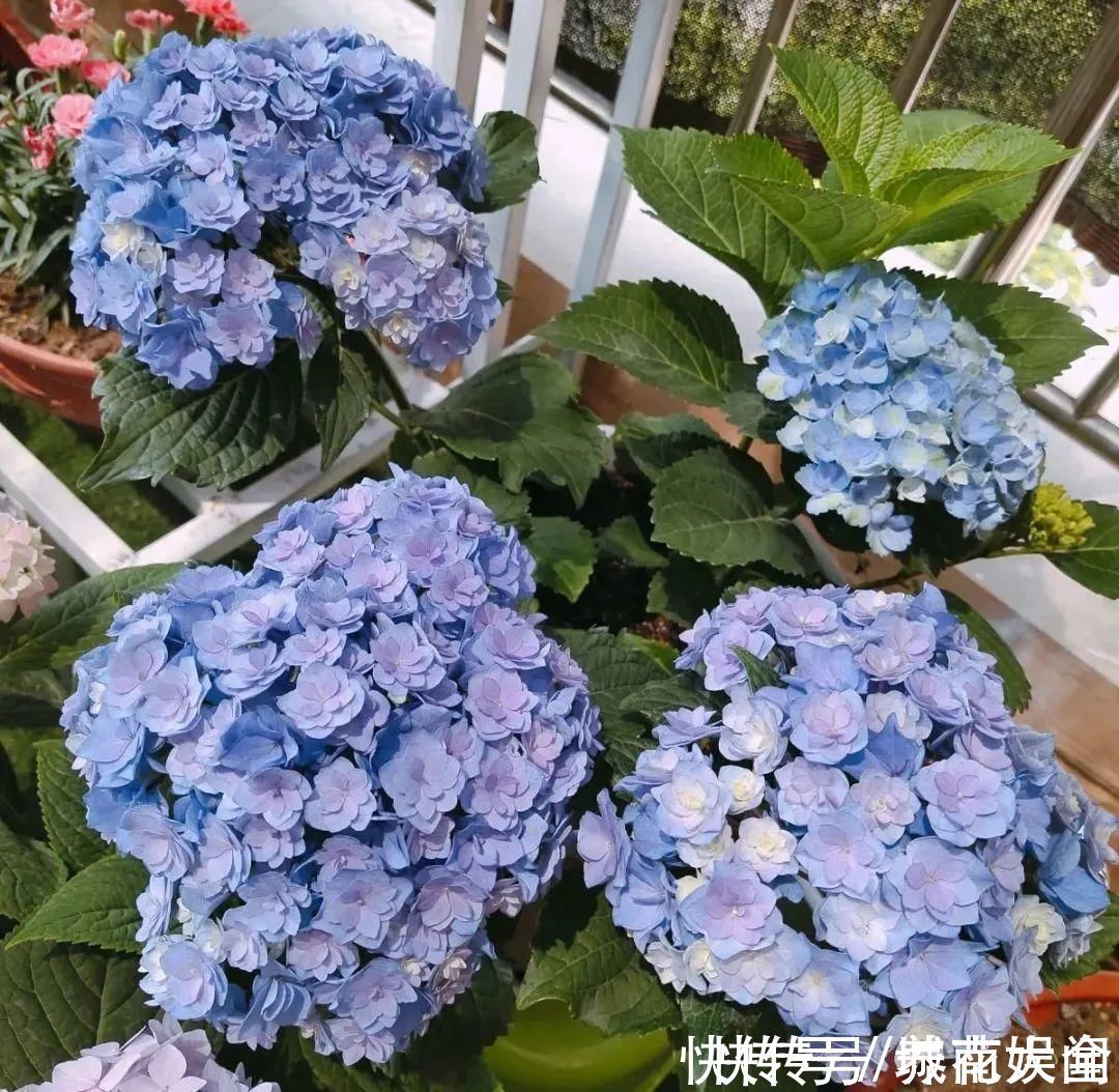 耐旱|超级耐旱花，整个冬天不浇水，还能胖一圈