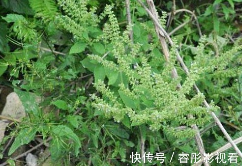 猪婆菜|被误解最深的野菜，叶子长满疙瘩却价值珍贵，炒鸡蛋是一绝