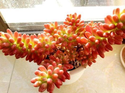 气根|多肉虹之玉长气生根,该如何对症解决学着这么办好减少伤亡