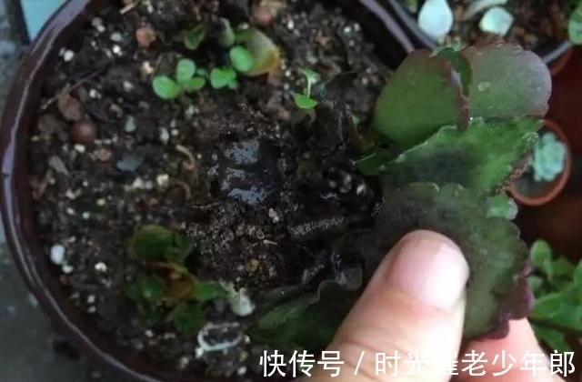 防腐剂|长寿花刚入秋就黑腐？做好3件事，入秋就猛长，冬天也能花开不断