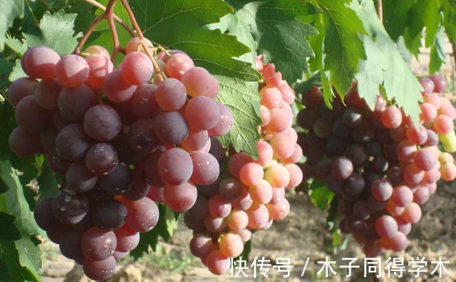 谷物|糖尿病人能吃啥、不能吃啥?专家列出的饮食清单,不妨存一下