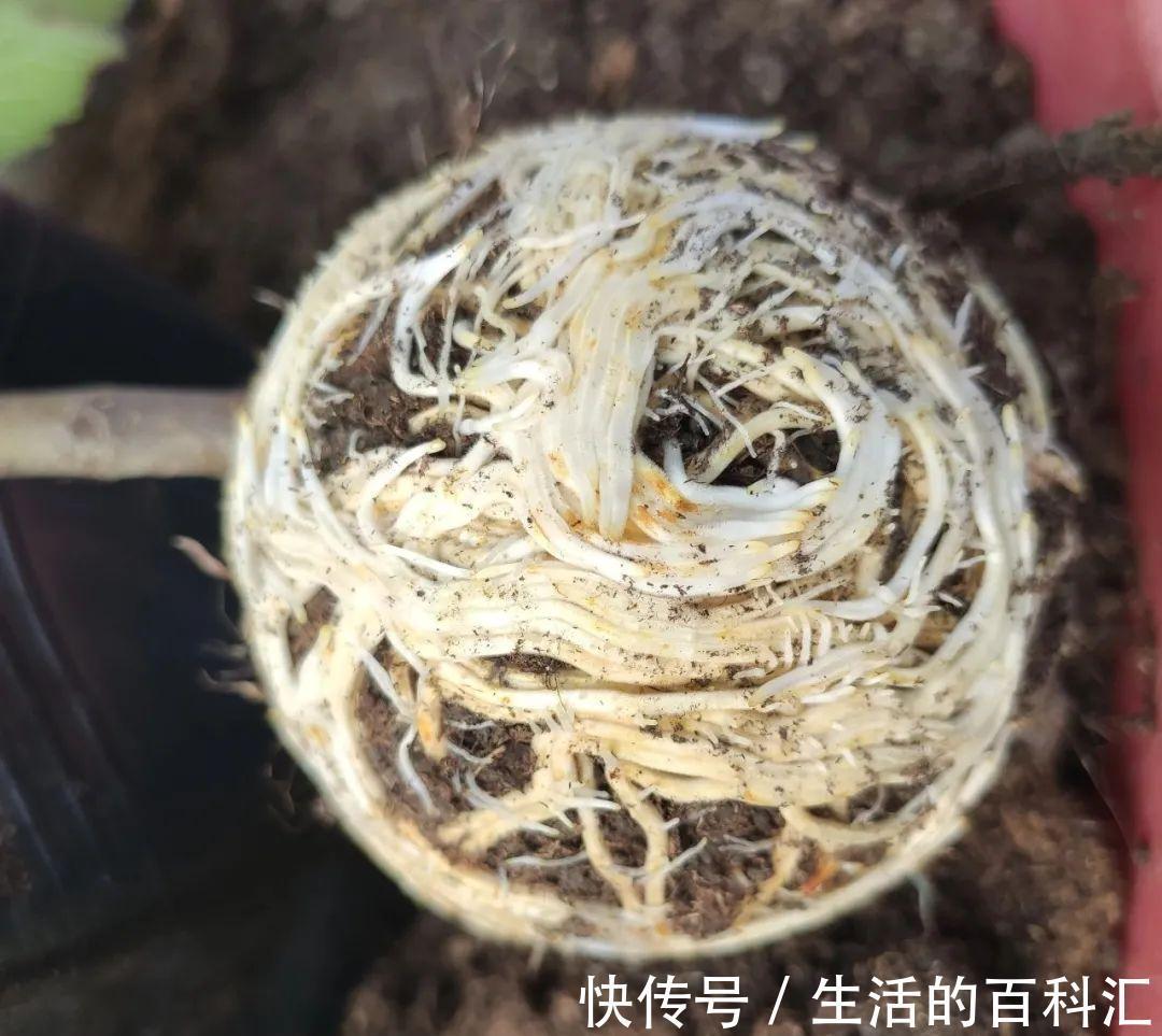 这花不用扦插,枝条套个塑料袋,大白根呼呼冒养花大全昨天