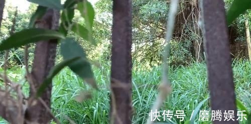 鼓浪屿之波|鼓浪屿上的荒废房屋，面积不小，如今草比人高