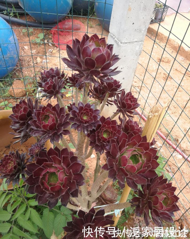 水雾|夏天温度高，不要给这“三多肉”喷水，否则易黑腐，直接化成水