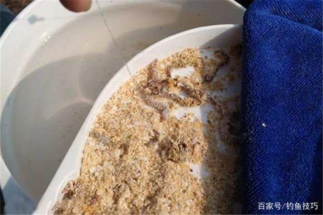 冬钓板鲫,用饵不当会没口,这三种饵料排名前三,气温再低都有口