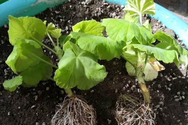 扦插最佳时期到了,有这花赶紧插,沾土就能活!