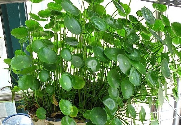 施肥|养铜钱草要“抓重点”，记住“2多1勤快”，叶子比硬币大2倍