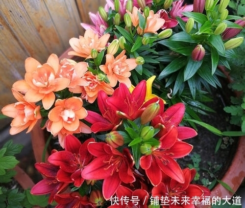 记住了,这些花不适合放卧室养,对身体不好!