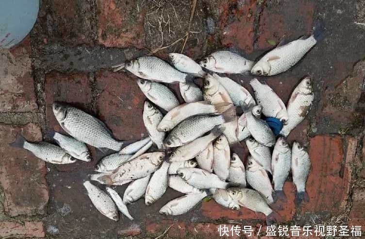 鱼儿们|夏季野钓鲫鱼，这3种地方别错过，下面可能藏着一群鱼