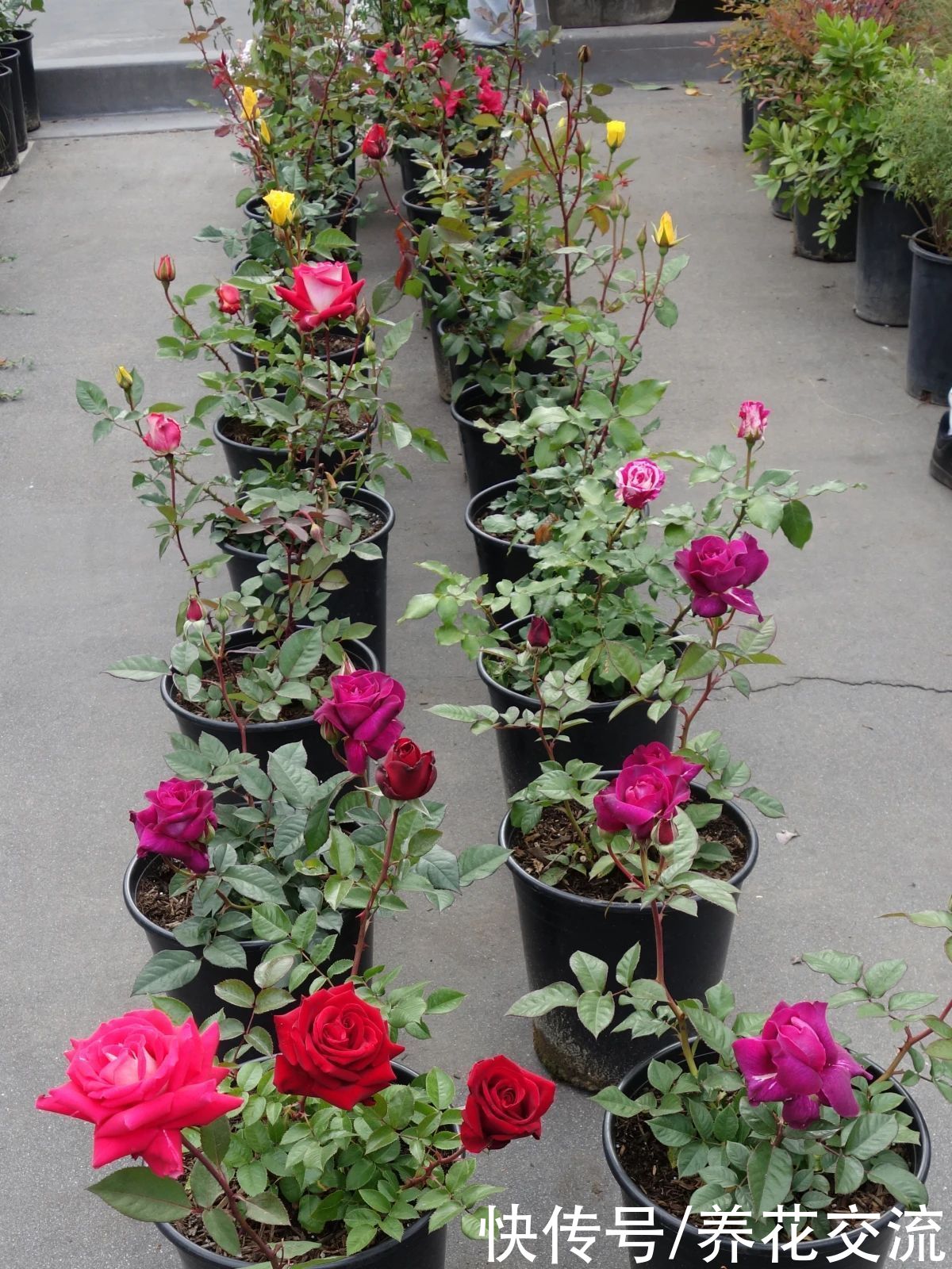 指南|盆栽月季度夏指南，夏季预防病虫害和促花技巧