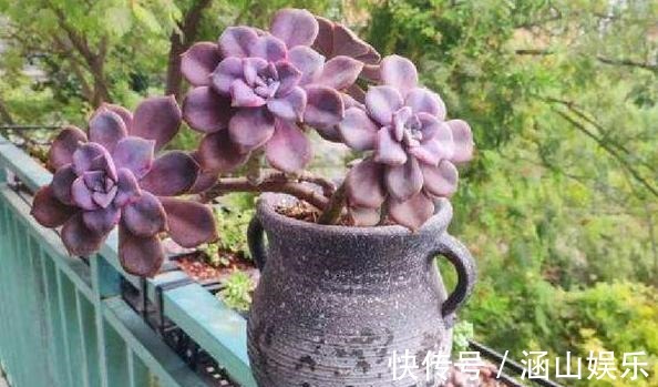 徒长|多肉徒长、叶片又肥又大该怎么解决2步操作,让它过夏就变美